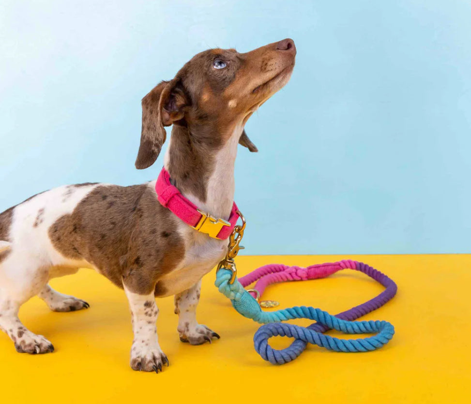 Dog Leash - Pixie (6ft)