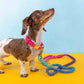 Dog Leash - Pixie (6ft)