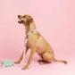 Dog Leash - Magnolia (6ft) - SALE